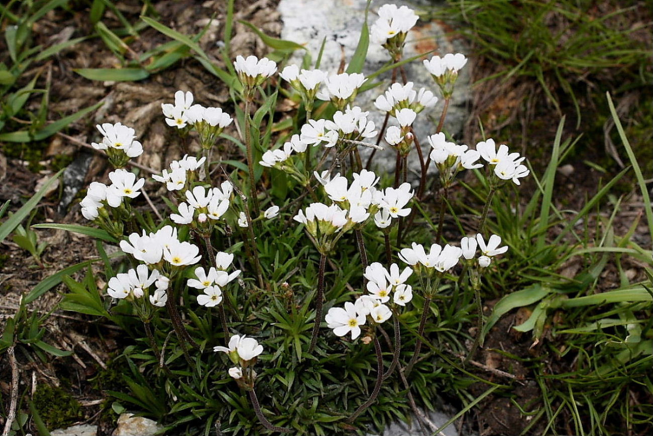 Androsace adfinis  subsp. brigantiaca / Androsace cozia